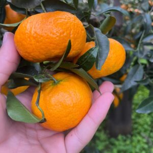 Mandarino Tardivo Di Ciaculli ( Marzuddu)